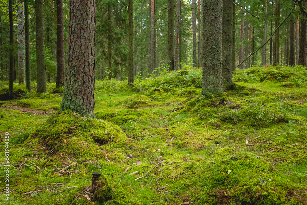 Obraz premium Forest scenery with pine tree trunks and moss.