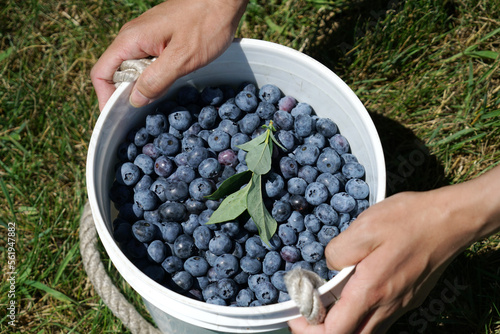 fresh picked blueberry in the container