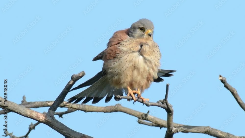 Common Kestrel, Falco tinnunculus, little bird of prey. Close up. Common Kestrel, Falco tinnunculus, little bird of prey. Close up.