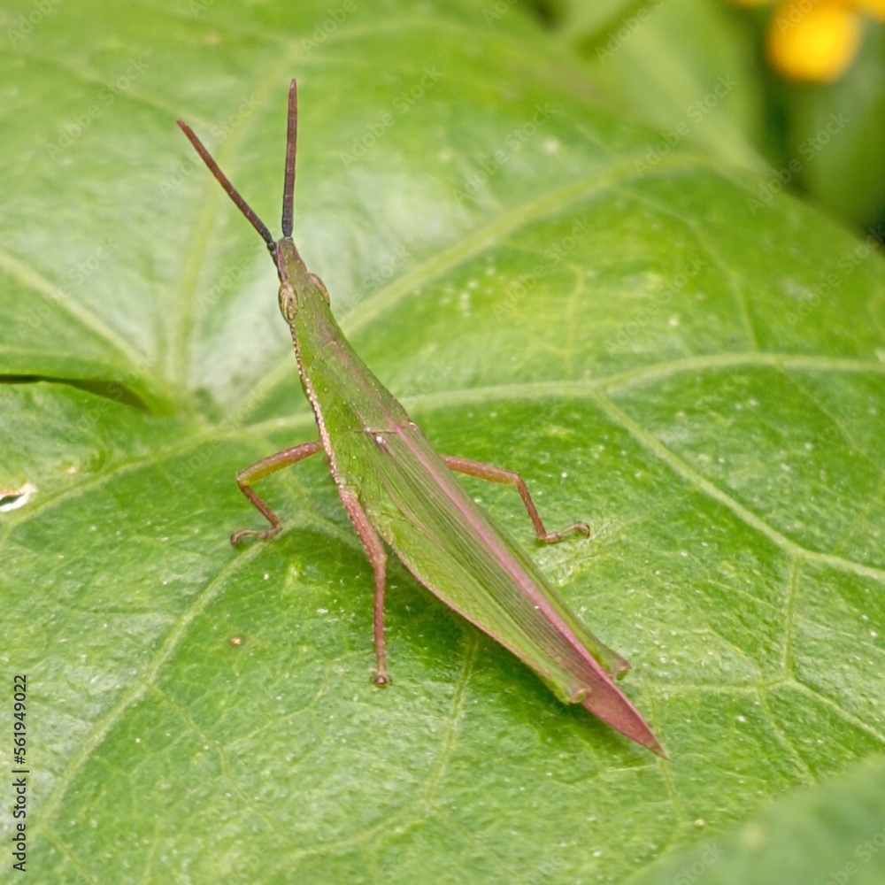Various kinds of small animals in the countryside of the tropics Various kinds of small animals in the countryside of the tropics