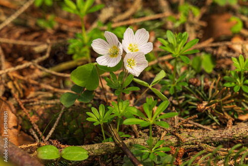 Wood sorrel (Oxalis acetosella) with its trifoliate clover-like leaves, growing on a forest floor amidst small sweet woodruff plants