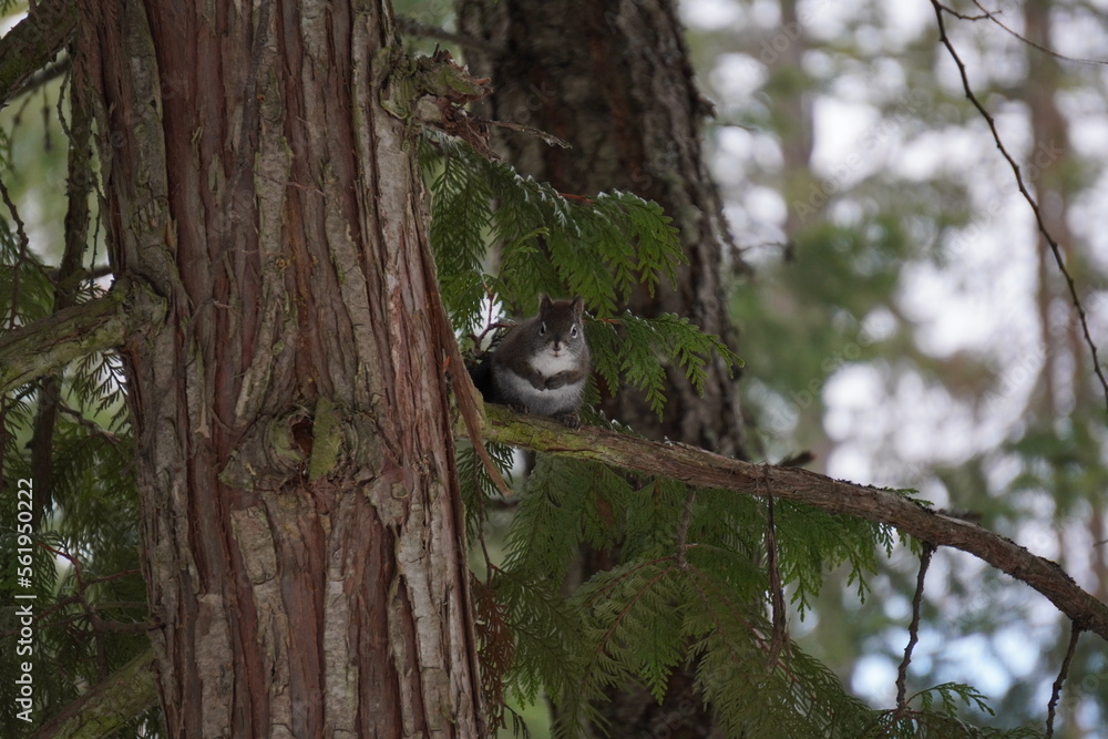 Obraz premium squirrel on a tree