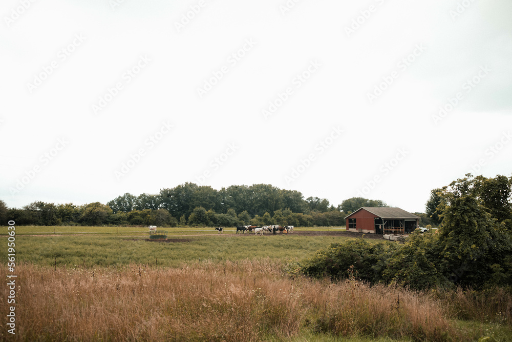 Fototapeta premium farm