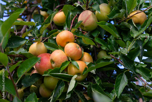 Juicy apples on apple tree branches ready to be harvested in summer fruit garden