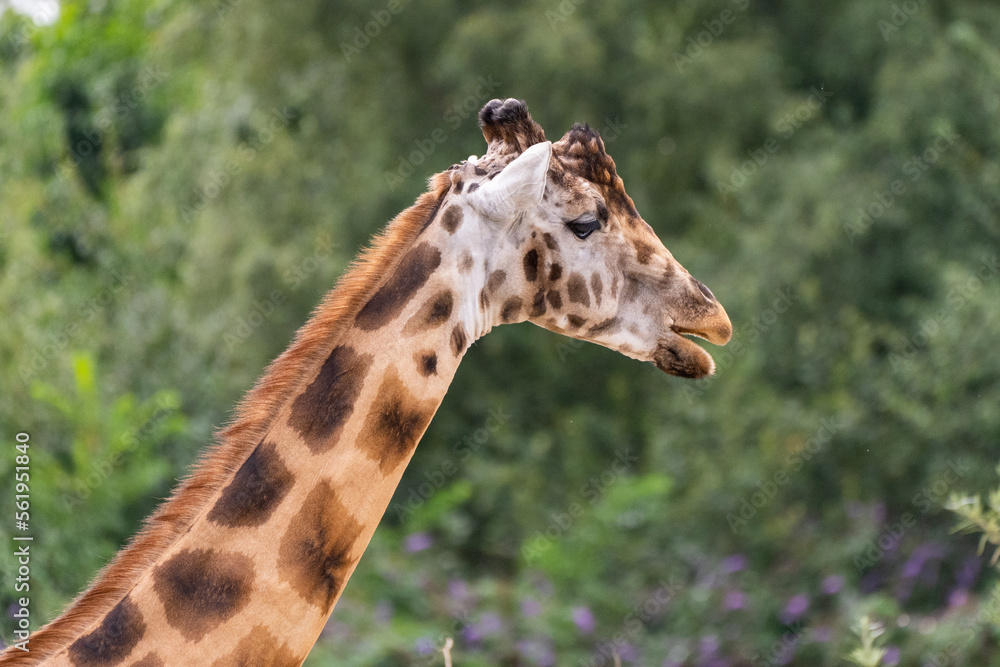Giraffe futtert in der Wildnis Giraffe futtert in der Wildnis