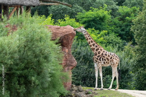 Giraffe am Stein 