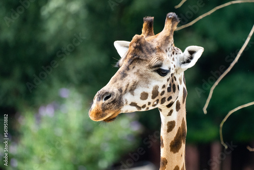 Giraffe im Portraint  © Brüsertiv