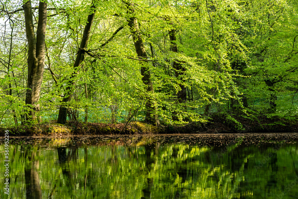 Trees with fresh green foliage reflected in the water of an idyllic pond, Lauenteich, Lauenstein, Ith, Weserbergland, Germany Trees with fresh green foliage reflected in the water of an idyllic pond, Lauenteich, Lauenstein, Ith, Weserbergland, Germany