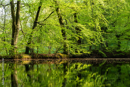 Trees with fresh green foliage reflected in the water of an idyllic pond, Lauenteich, Lauenstein, Ith, Weserbergland, Germany