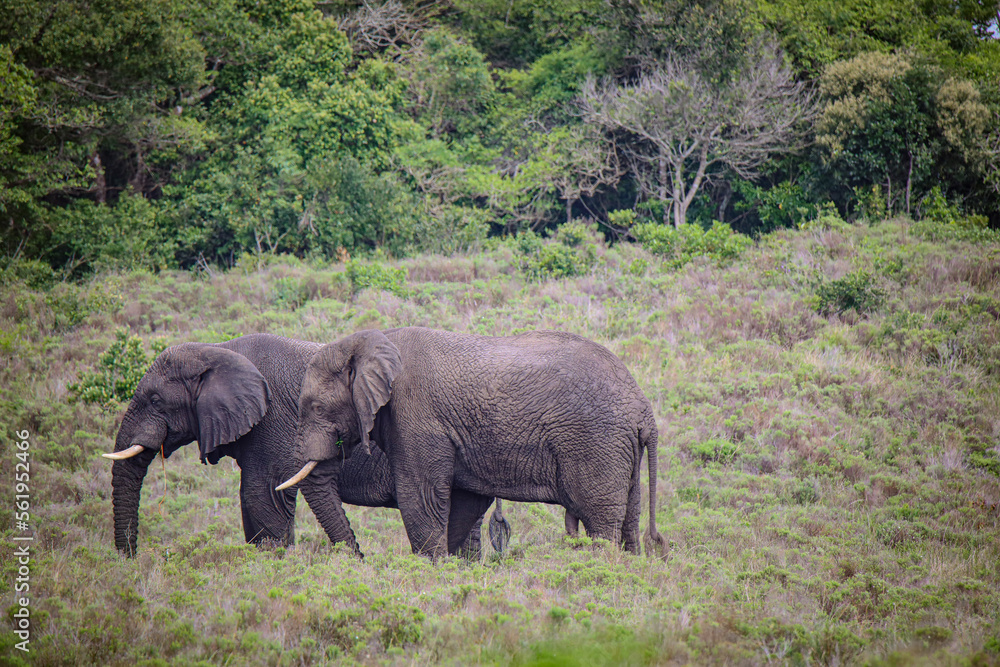 Elephants in Savanna