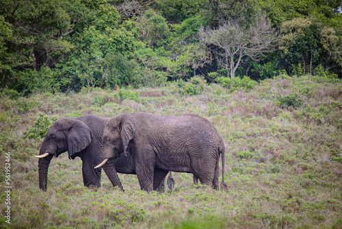 Elephants in Savanna