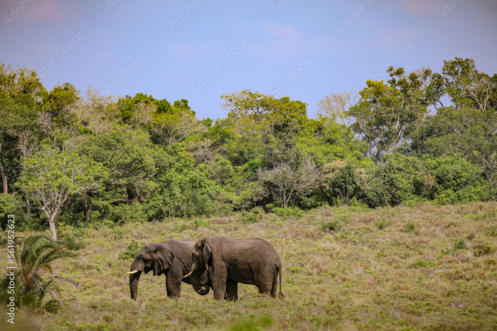 Obraz premium Elephants in Savanna