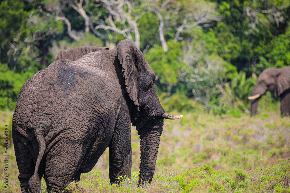 Fototapeta premium Elephants in Savanna