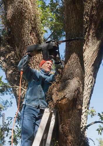 Man on Ladder Sawing Live Oak Tree Limb .