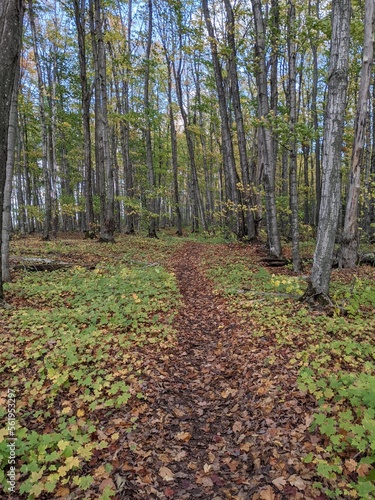 Footpath through a maple-dominated woodland