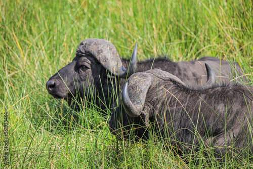 Buffalos chilling