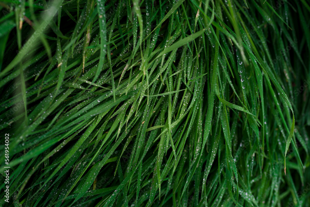 Close-up of wet grass Close-up of wet grass