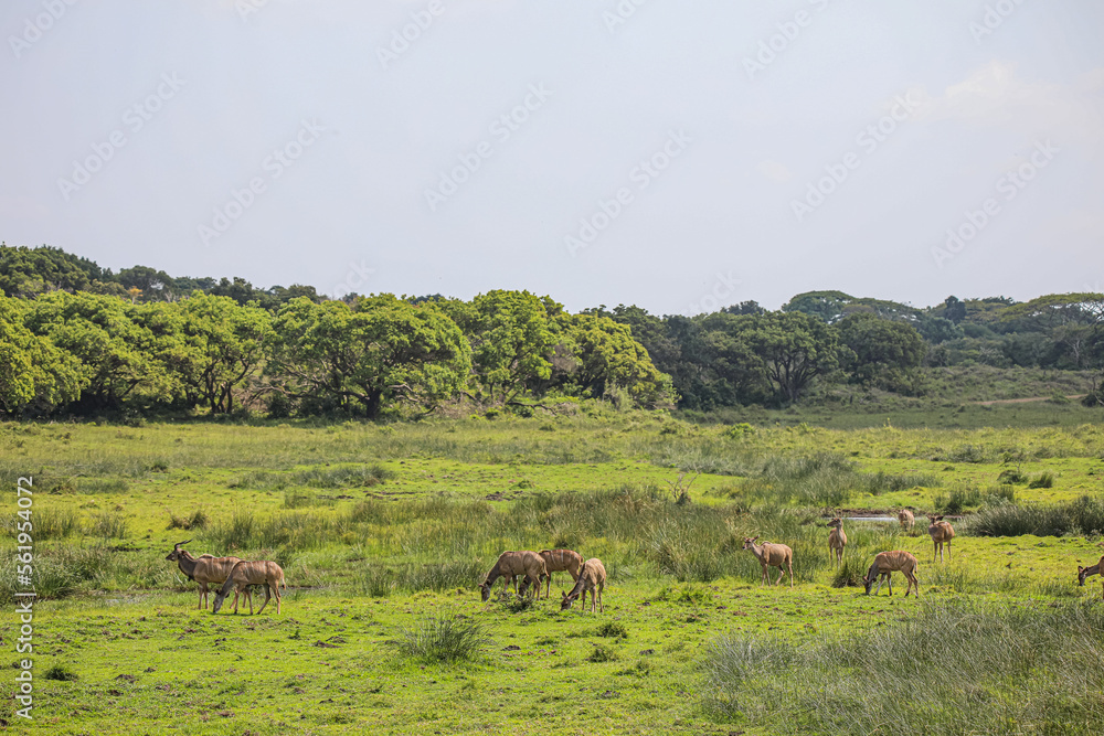 Big Kudus