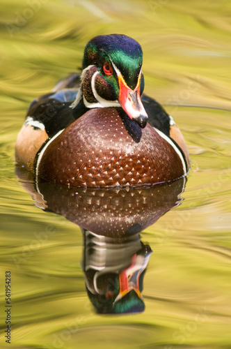 Male Wood Duck (Aix sponsa) photo