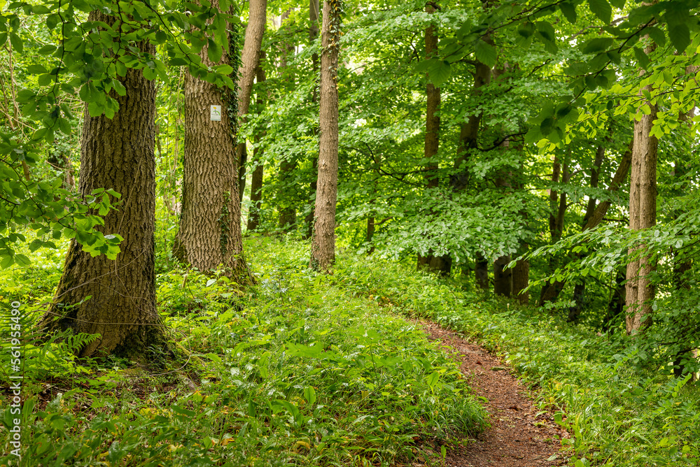 Hiking path through a lush green deciduous forest on the Ith ridge, section of the Hiking path through a lush green deciduous forest on the Ith ridge, section of the