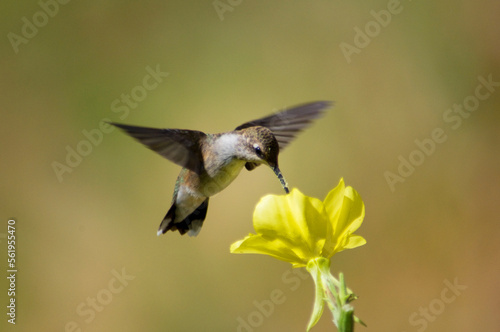 Female Broad-tailed Hummingbird (Selasphorus platycercus)