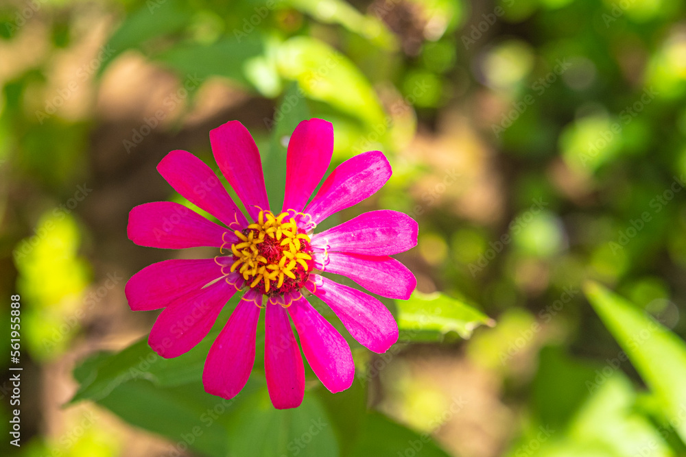 Obraz premium Tropical bright pink and yellow flower with background leaves blurred. Copy space