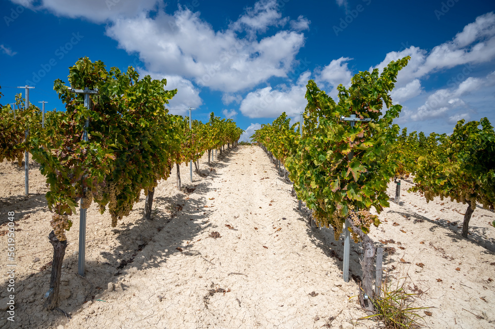 Wine production on Cyprus, white chalk soil and rows of grape plants on vineyards with ripe white wine grapes ready for harvest Wine production on Cyprus, white chalk soil and rows of grape plants on vineyards with ripe white wine grapes ready for harvest