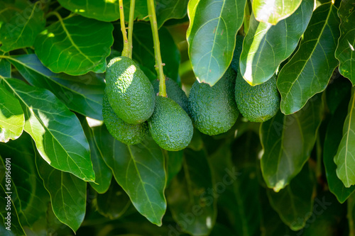 Ripe green hass avocadoes hanging on tree ready to harvest, avocado plantation on Cyprus