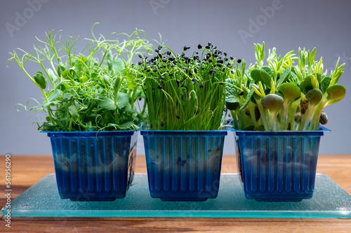 Healthy food, young sprouts plants of green garden cress , chives onion and lupin ready for consumption growing in blue plastic box photo