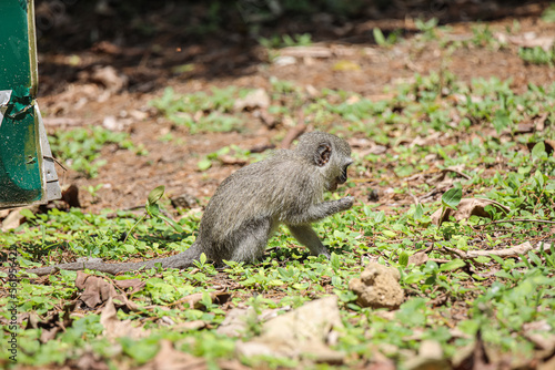 Young Monkey looking for food © Sean