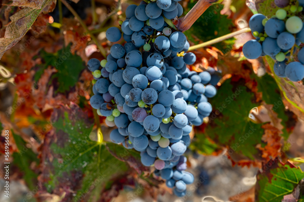 Wine production on Cyprus, ripe blue black wine grapes ready for harvest Wine production on Cyprus, ripe blue black wine grapes ready for harvest