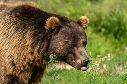 Wallpaper Mural Ein großer Braunbär  Torontodigital.ca