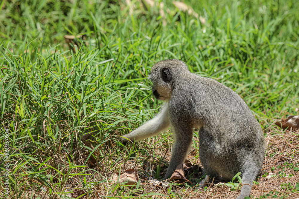 Monkey picking food