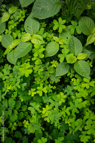 Beautiful natural green background image with clover and other plants, taken along a levada water channel on the island of Madeira, Portugal.