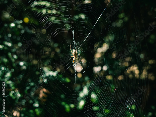 Papier peint spider on web