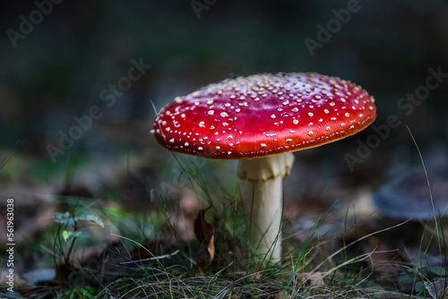 Amanita muscaria poisonous mushroom in the forest