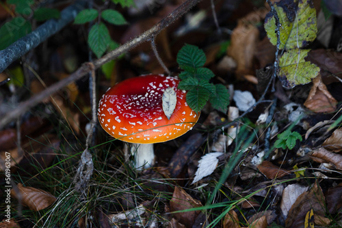 Amanita muscaria poisonous mushroom in the forest