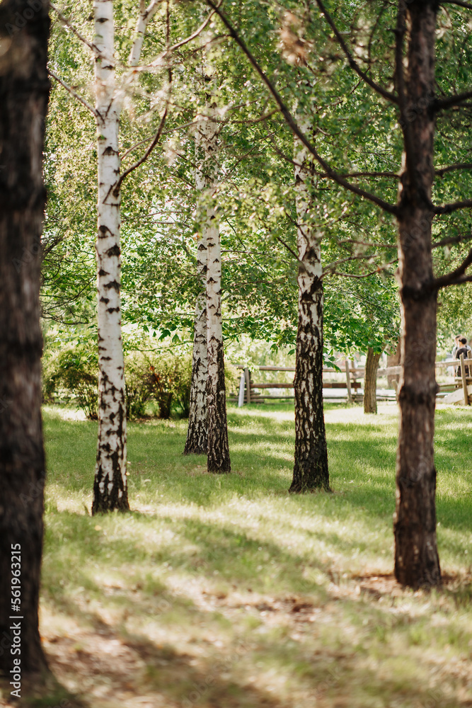 Fototapeta premium forest trees. nature green wood sunlight backgrounds.
