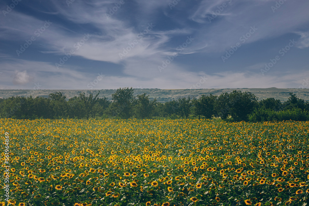 large field of close-up yellow ripe sunflowers flowers