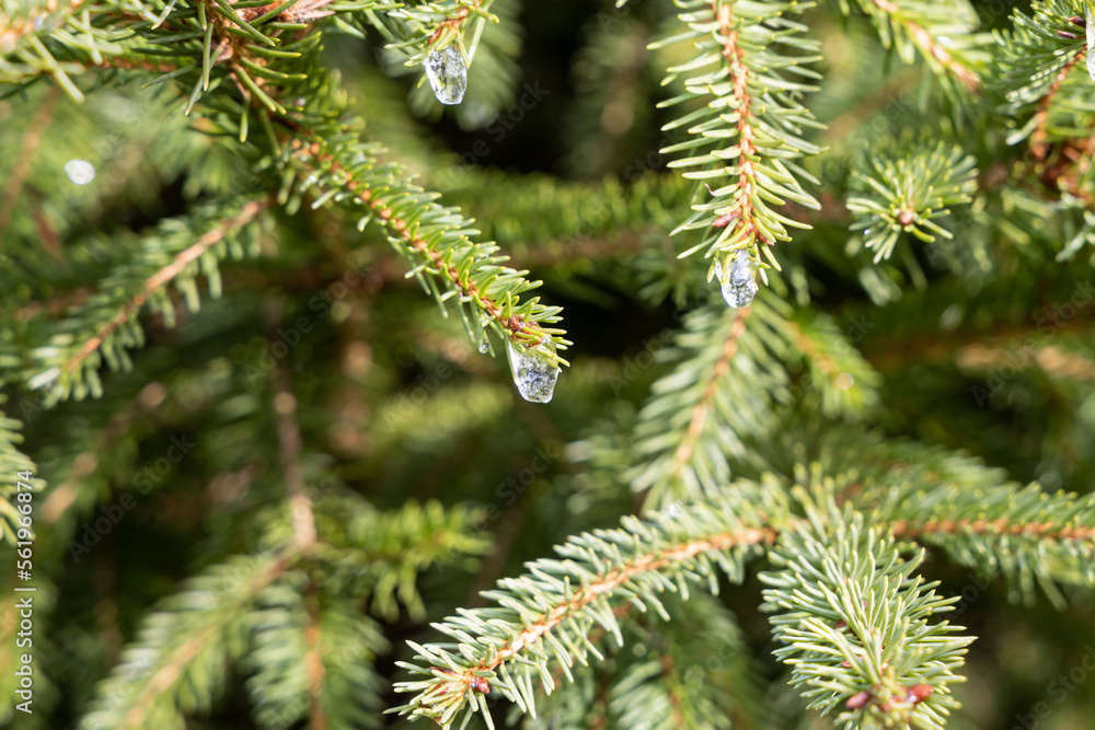 The twigs of a fir-tree with green spruce needles and brown buds and frozen water drops on the blurred background is in a park