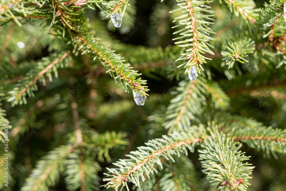 The twigs of a fir-tree with green spruce needles and brown buds and frozen water drops on the blurred background is in a park The twigs of a fir-tree with green spruce needles and brown buds and frozen water drops on the blurred background is in a park