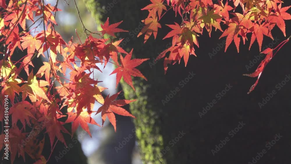 Japanese red maple leaves swaying in the breeze. Japanese autumn scene. Japanese red maple leaves swaying in the breeze. Japanese autumn scene.