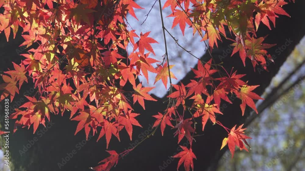 Japanese red maple leaves swaying in the breeze. Japanese autumn scene. Japanese red maple leaves swaying in the breeze. Japanese autumn scene.