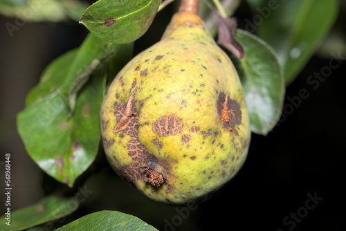 Pear fruit and leaves attacked by a fungus Venturia pyrina  (anamorph) on black background. Pear disease. Scabs on pear. photo