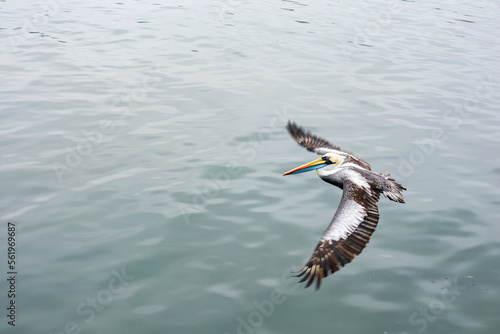 Pelican with open wings taking off from the water.