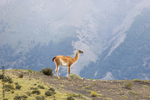 Lone Guanaco Against the Glaciers in Torres del Paine National Park, Chile