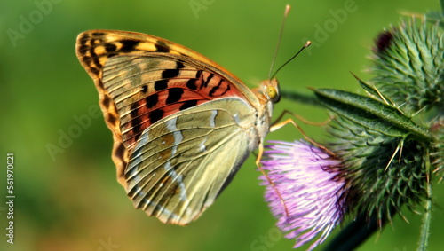 butterfly on a flower with green background.