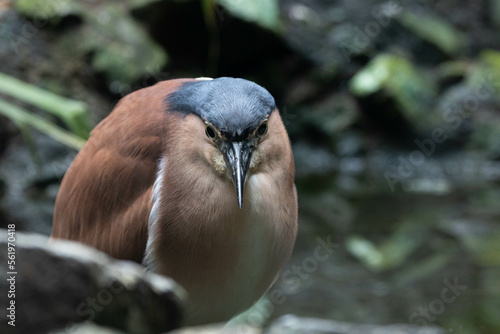 Close up Beautiful Bird, Nankeen Night Heron (Nycticorax caledonicus) photo