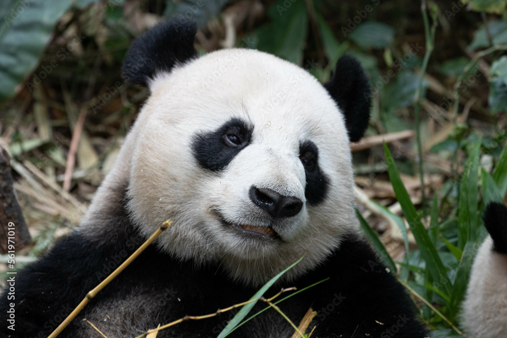 Fototapeta premium A portrait of Cute Panda, Le Le, in River Wonders, Singapore