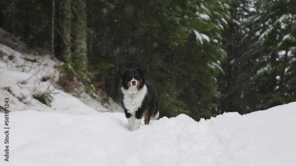 Cute Australian Shepherd playing in the snow, dog running, happy dog, cute. 4K 24FPS Cute Australian Shepherd playing in the snow, dog running, happy dog, cute. 4K 24FPS